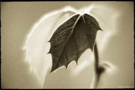 Two Light and Dark