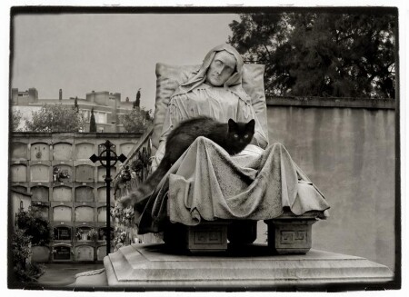 Барселона.Кошка.