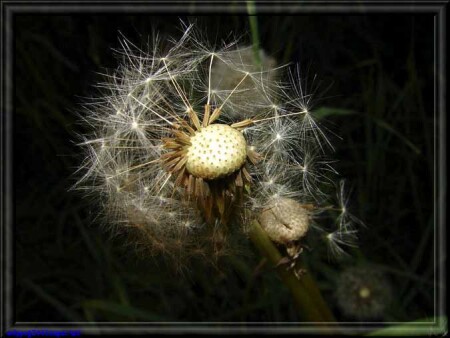 Старость не радость