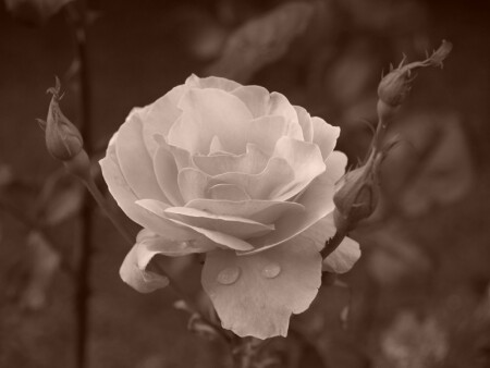 Роза Montenegro (сепия)