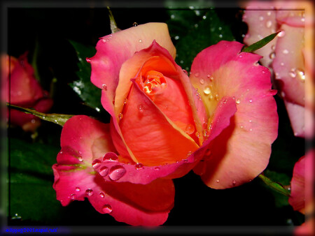 Утренняя роза