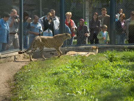 Клетка