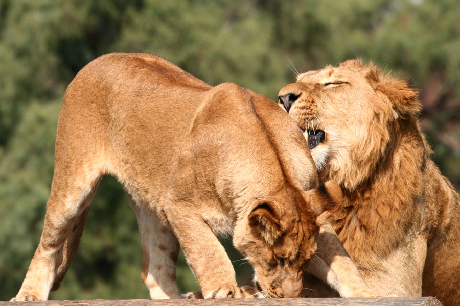 From series: Lions games9