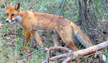 Настороженность