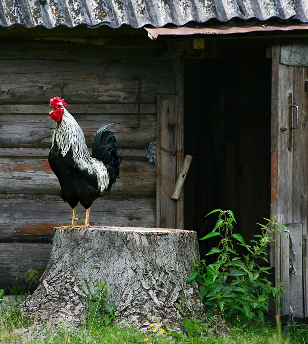 Часовой
