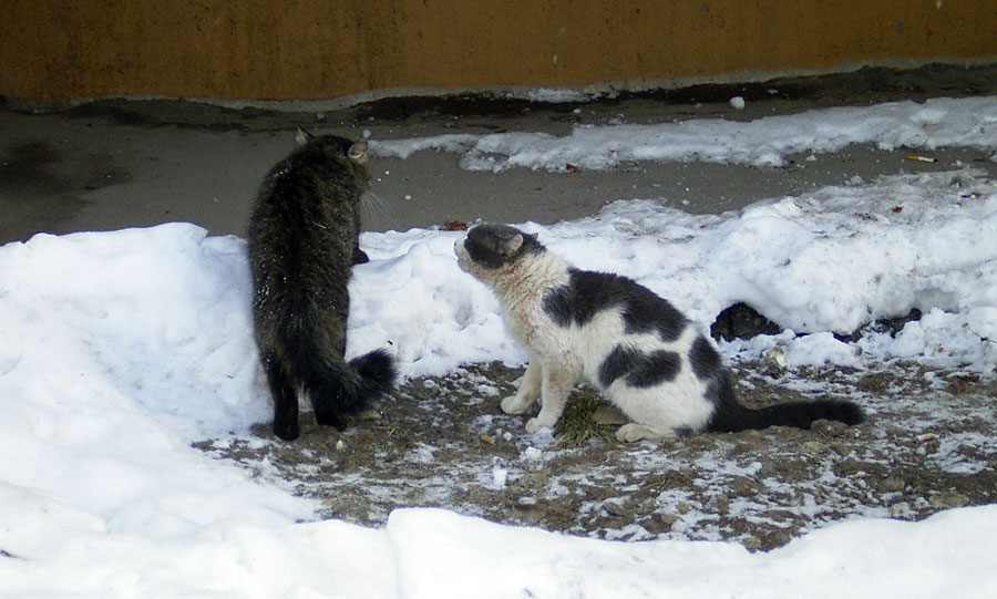 Мартовские коты