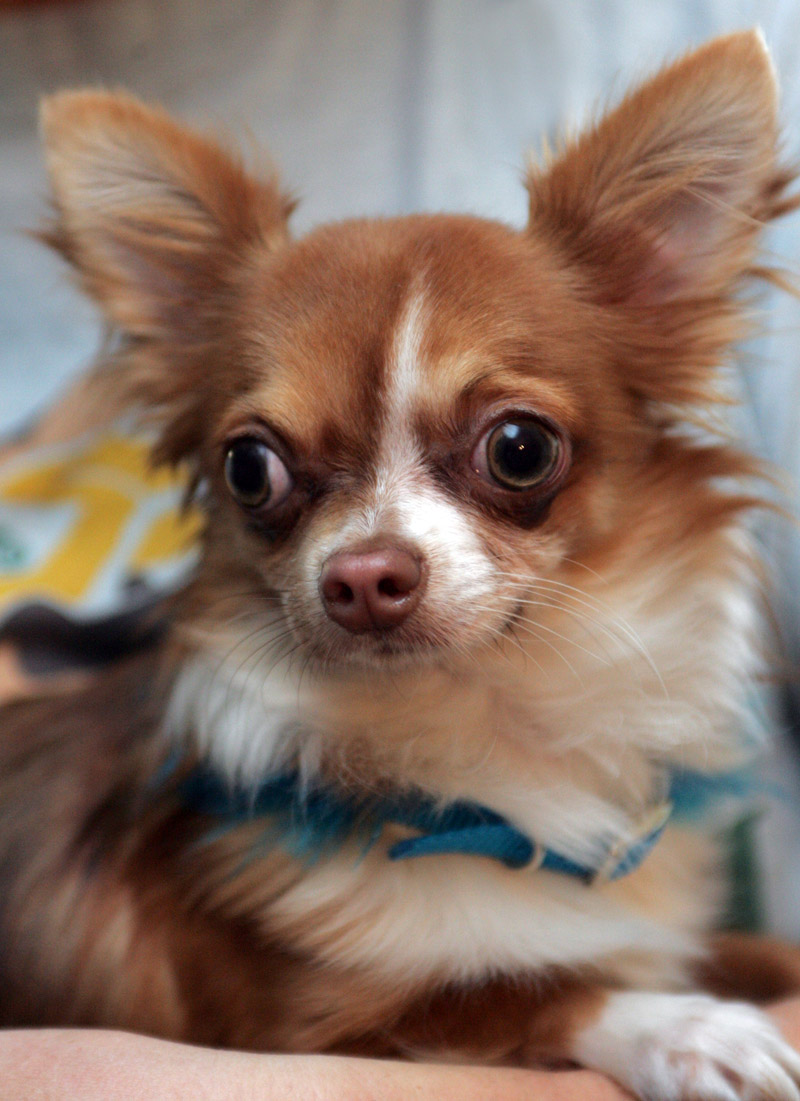 Chihuahua - Tonis