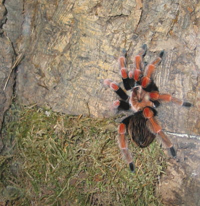 Fire-leg tarantul