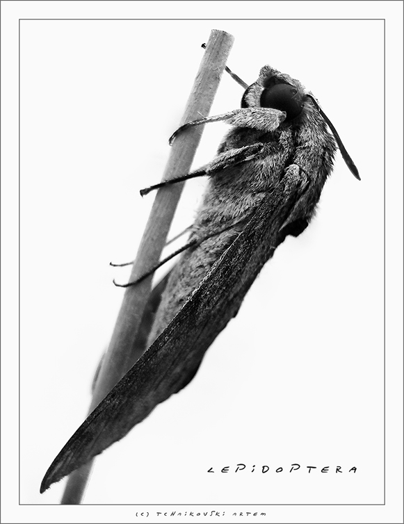 Lepidoptera