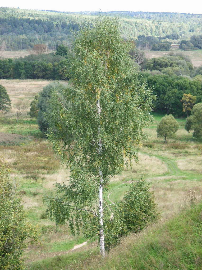 Березка