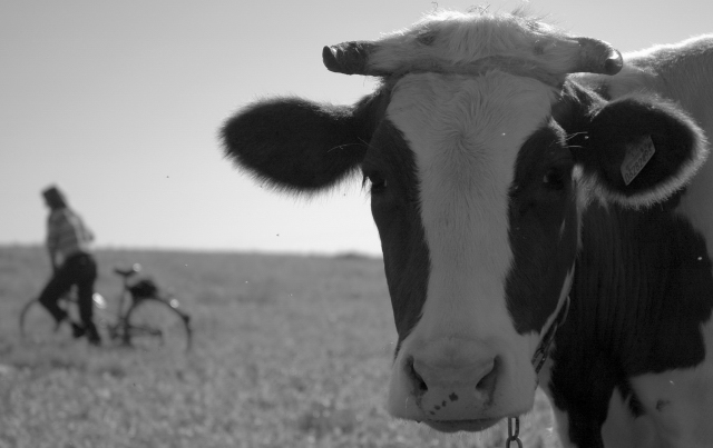 Korova