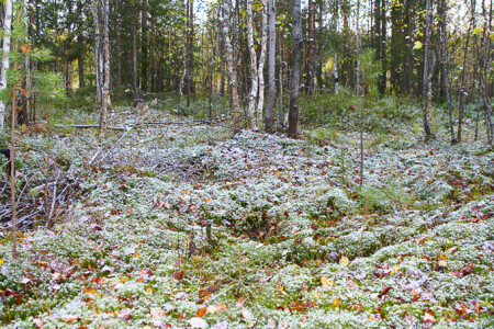 Снег накрыл полянку, пикничек сорвался