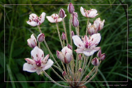 луговые цветы