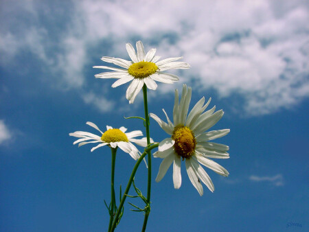 Три подружки