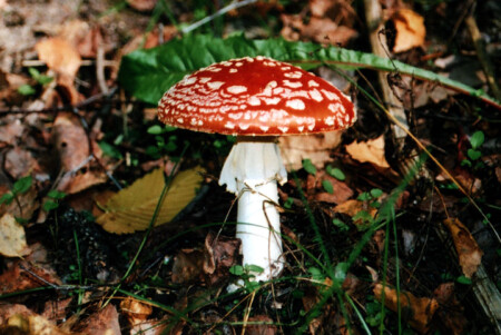 не отравись! 