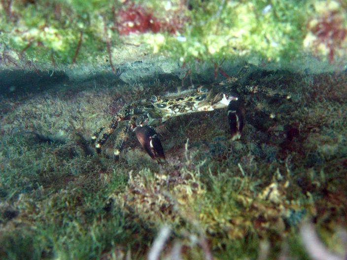 krab-001