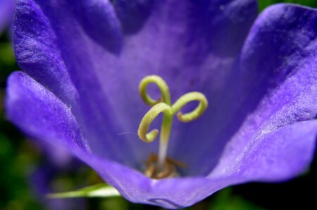 Flora incognita #5