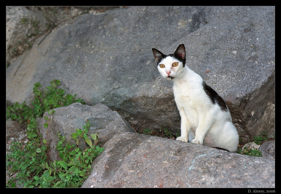 Greek Cat