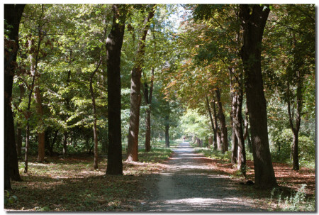 В осеннем парке городском ...