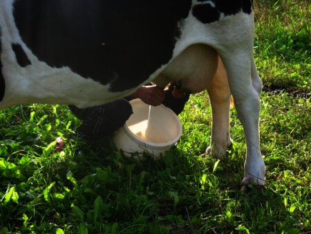 muuuu!!!!! daj moloka