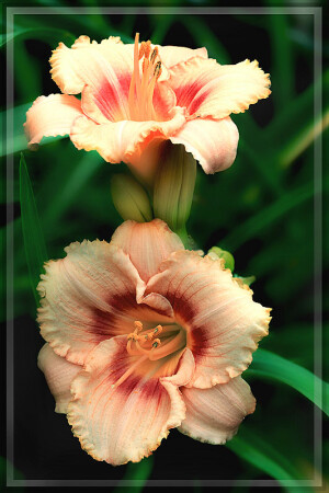 Фас, профиль.