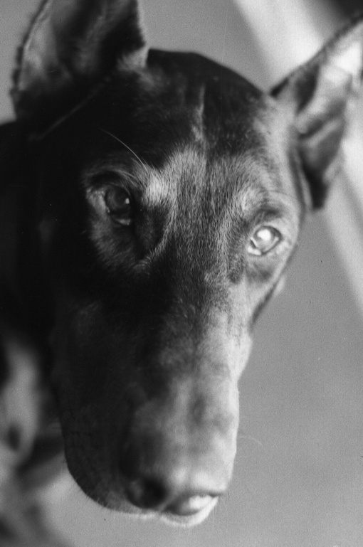 034_DOBERMAN