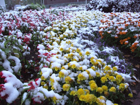 Сентябрьский снежок.