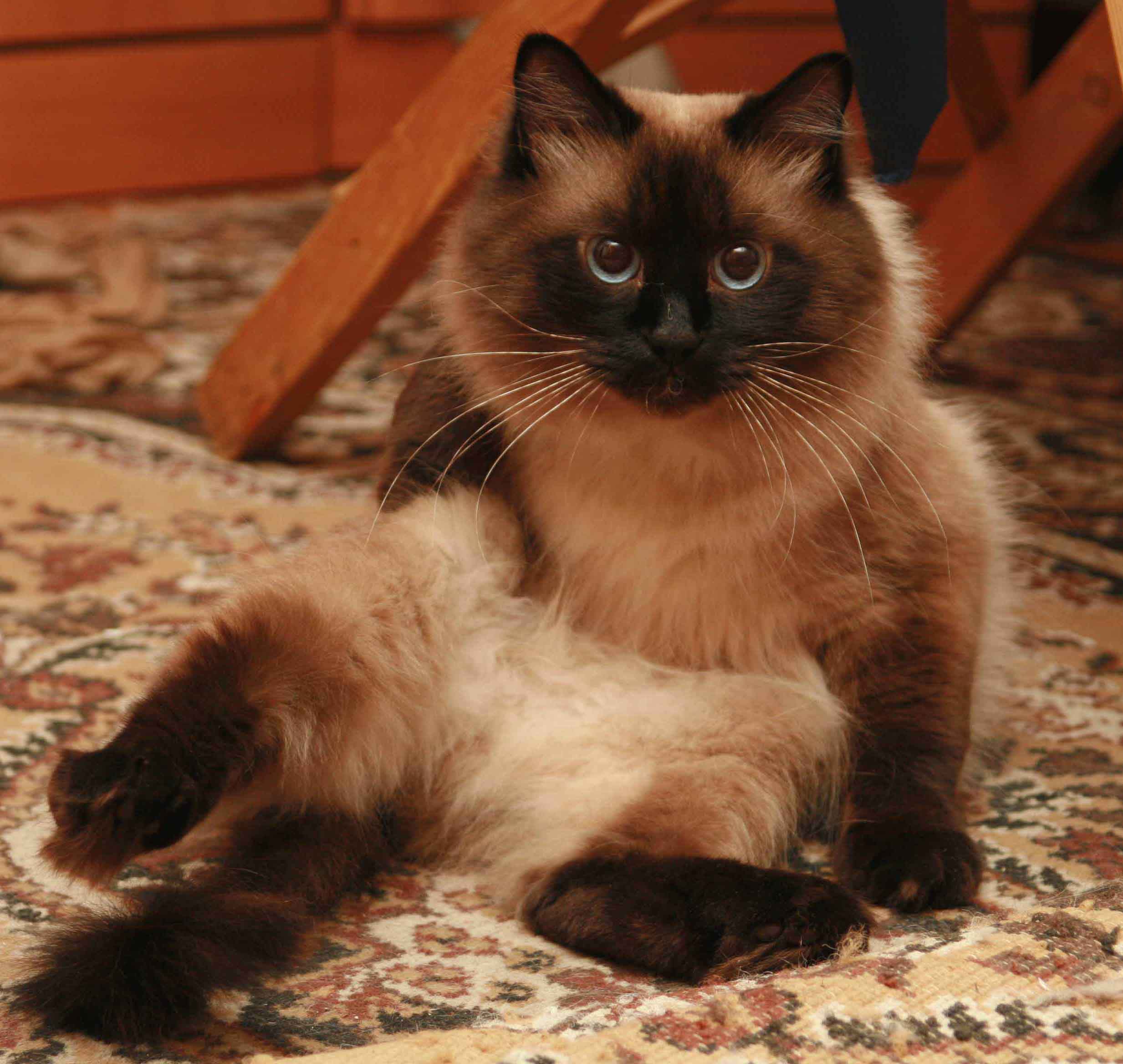 Кот в сапогах