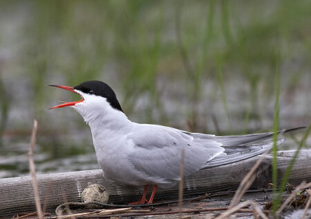 Речная крачка (Sterna hirundo) #1