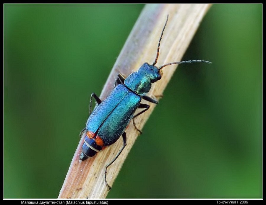 Малашка двупятнистая (Malachius bipustulatus)