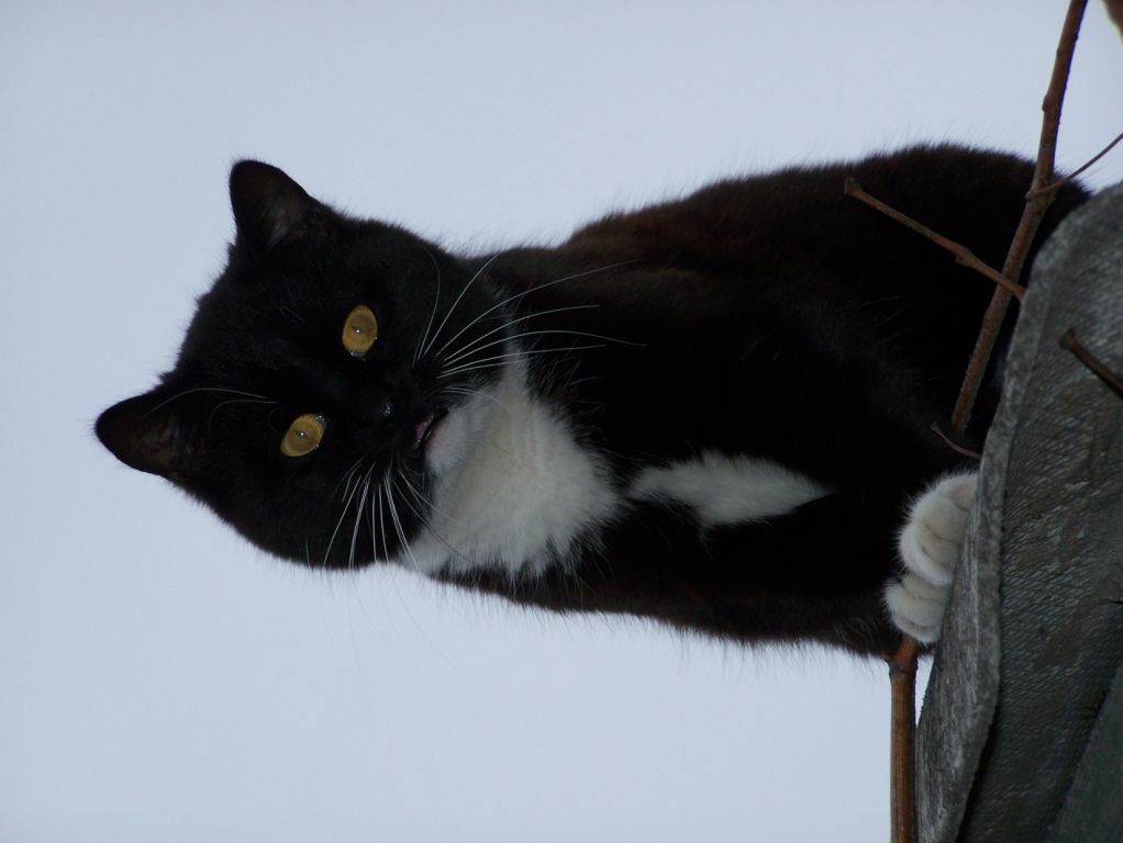 &quot;Кот...&quot;