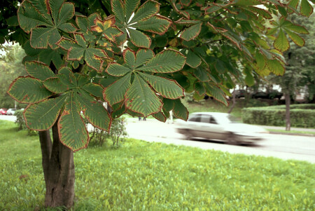 Каштан. Сентябрь