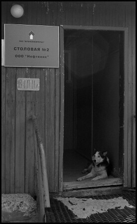 Сколько волка не корми...