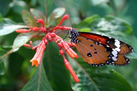 Просто бабочка