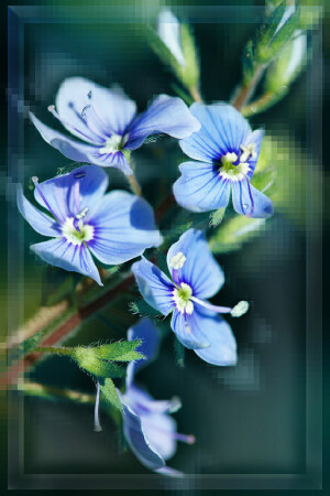 Синие пиксели.