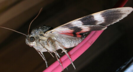 Ночная бабочка.