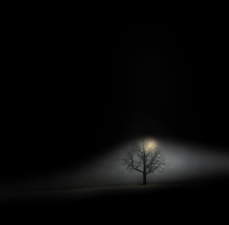 an Oak