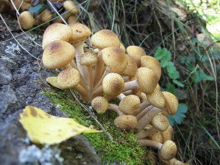 Те, что растут на деревьях...