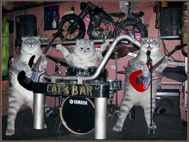 Cat's bar