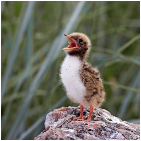 Речная крачка (Sterna hirundo) #3.jpg