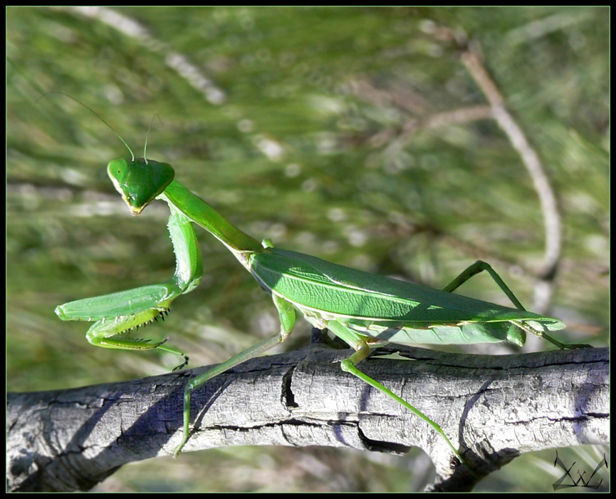 Mantis religiosa