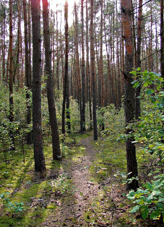 Лесная тропка