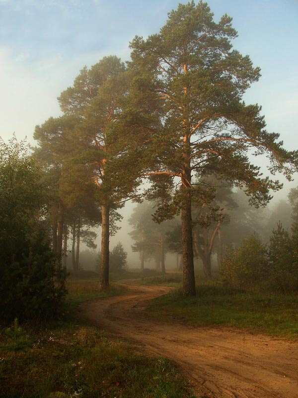 Извивающаяся в тумане