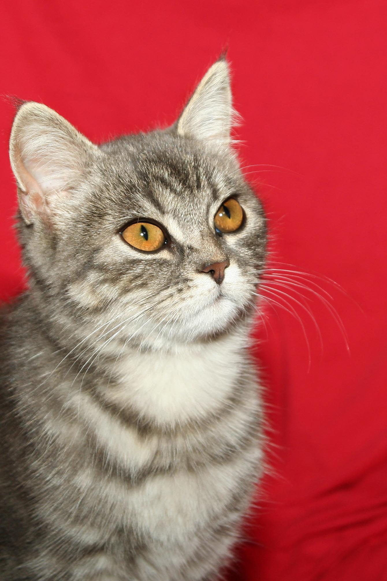 Котёнка
