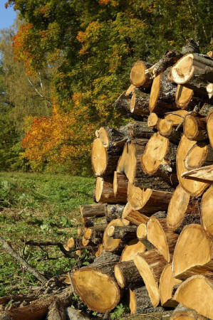 Откуда дровишки?