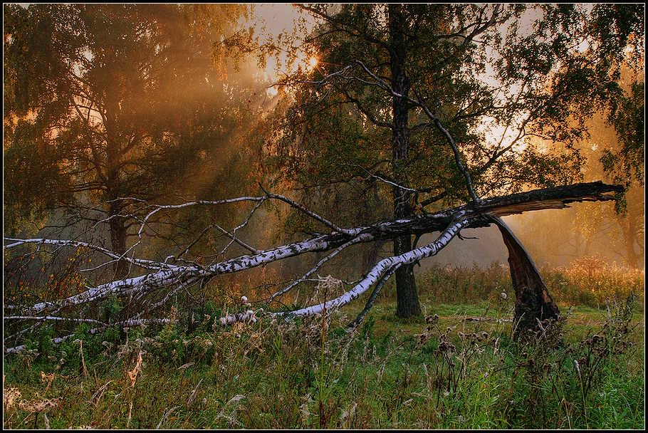 Утро в лесу
