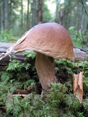 Ну очень белый