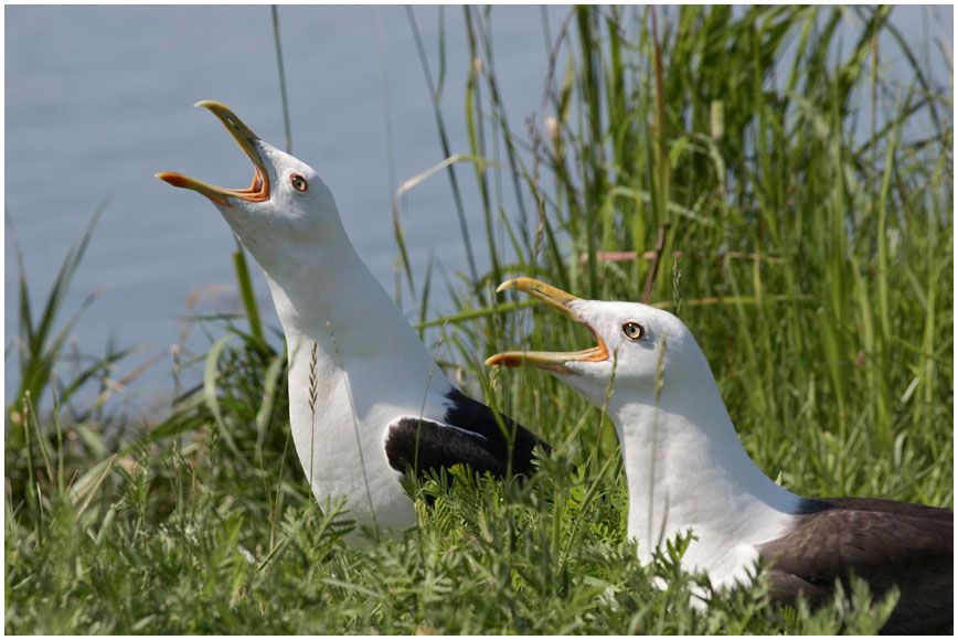 Клуша_Larus fuscus#1