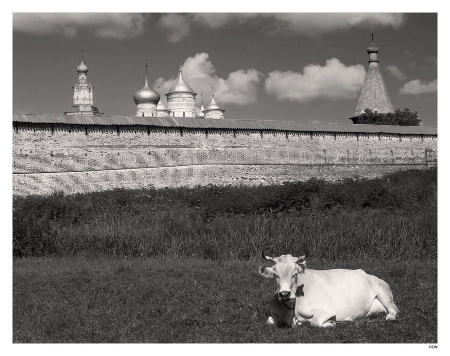 Сторожевая корова