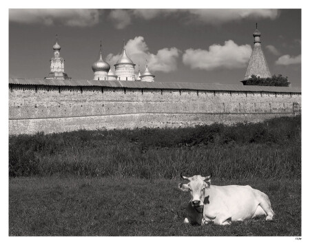 Сторожевая корова